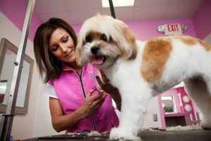 pet grooming & spa services