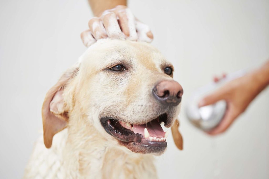 Dog in shower Yuppy Puppy Pet Spa