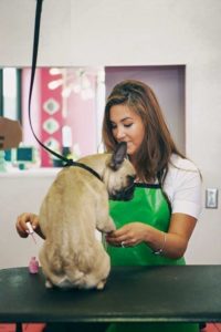 pet grooming & spa services