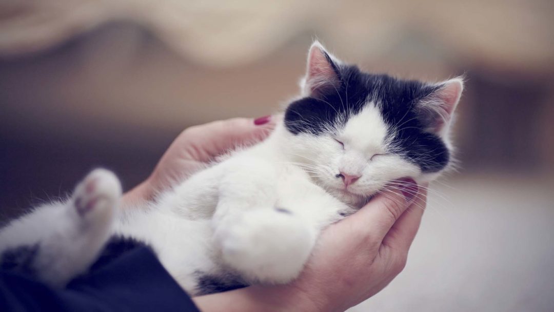 Kitten in caring hands. - Yuppy Puppy Pet Spa
