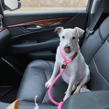 Hans Solo - Adopted