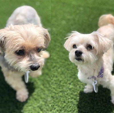 Peaches and Herb - Adopted