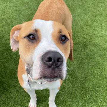 Ramona - Adopted