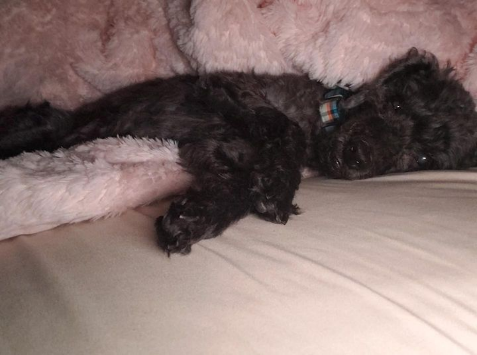 woody puppy photo woody puppy photo