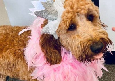 Dog with crown and pink feather scarf