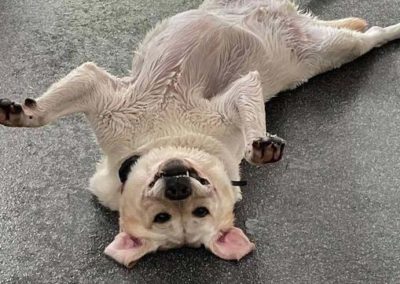 Happy dog laying on its back