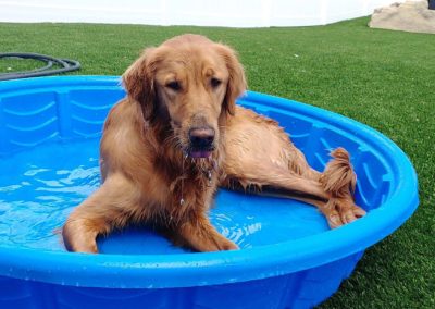 Large dog relaxing in pool
