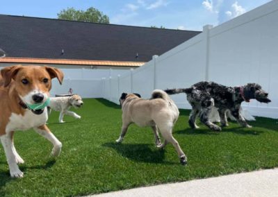 Dogs playing outside during camp